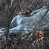 Poet in the Leaves, 2013, slumped 10mm float glass- proposed piece for Scenic World, Katoomba.